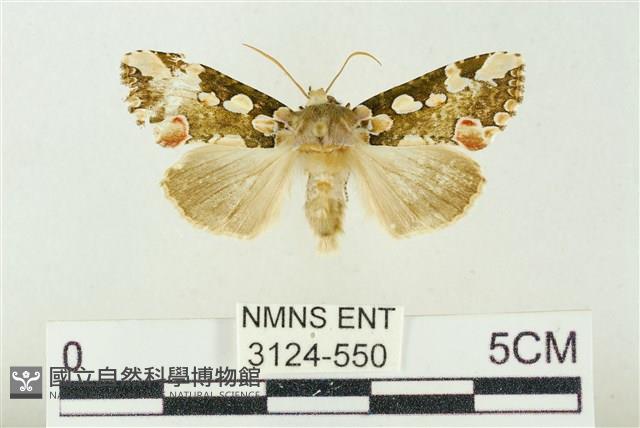 連珠波紋蛾藏品圖，第1張