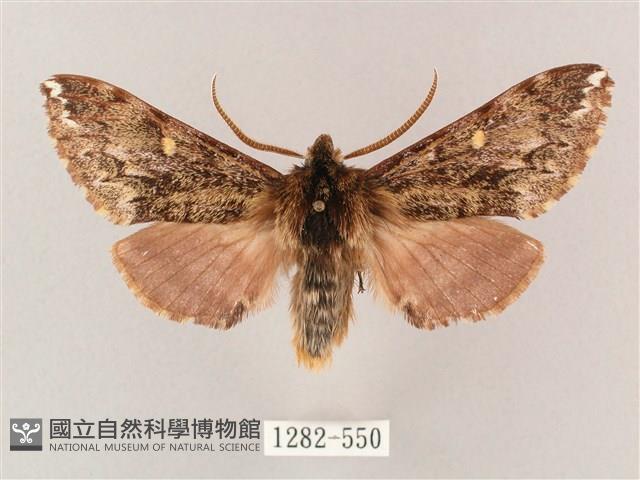 井上氏絨毛天蛾藏品圖，第1張