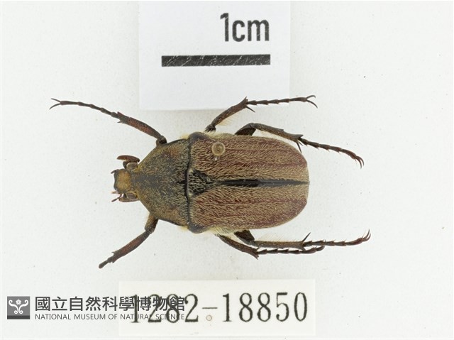 臺灣高山褐騷金龜藏品圖，第1張