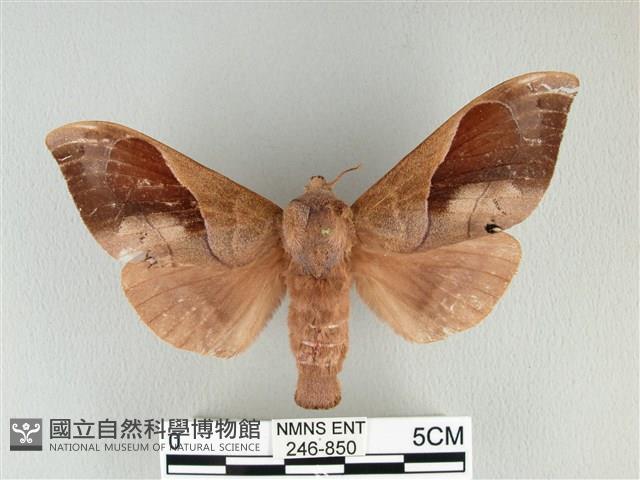 大褐斑枯葉蛾藏品圖，第1張