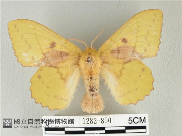 青枯葉蛾藏品圖，第1張