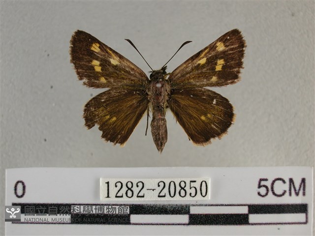 黃星弄蝶藏品圖，第1張