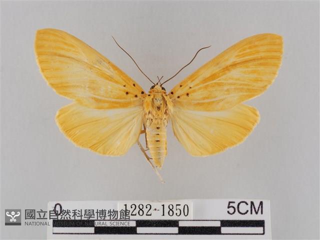 橙擬燈蛾藏品圖，第1張