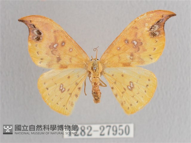 銀斑黃鉤蛾藏品圖，第1張