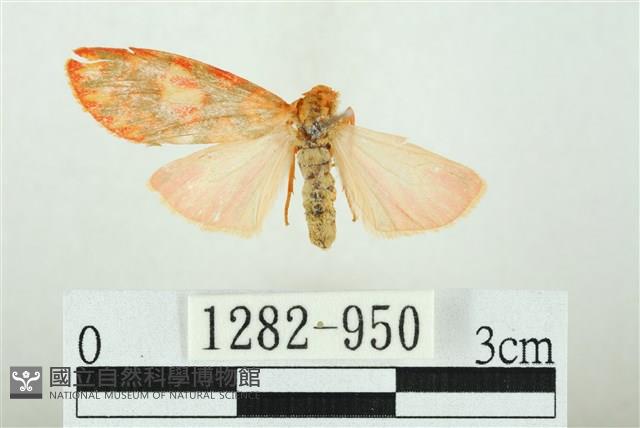 三色豔苔蛾藏品圖，第1張