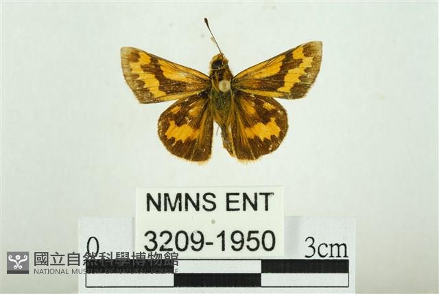 黃斑弄蝶藏品圖，第1張