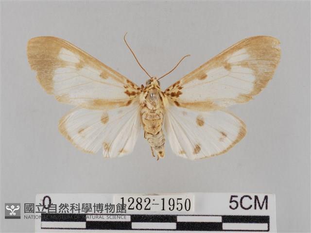長斑擬燈蛾藏品圖，第1張