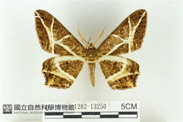 樹形尺蛾藏品圖，第1張