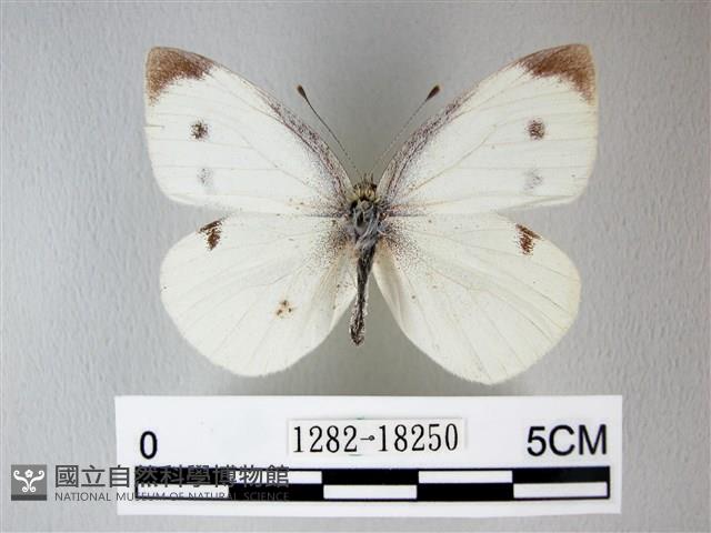 白粉蝶、紋白蝶藏品圖，第1張