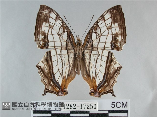 網絲蛺蝶、石牆蝶藏品圖，第1張
