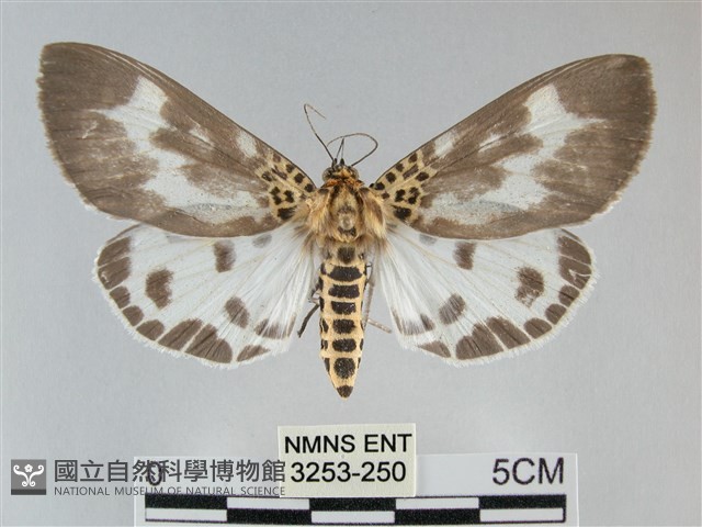 扭擬燈蛾藏品圖，第1張