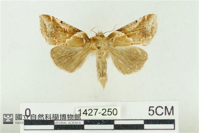 寬帶波紋蛾藏品圖，第1張