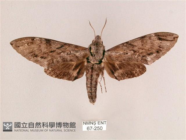 細斜紋霜天蛾藏品圖，第1張