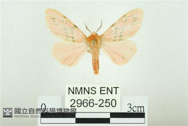 三條橙燈蛾藏品圖，第1張