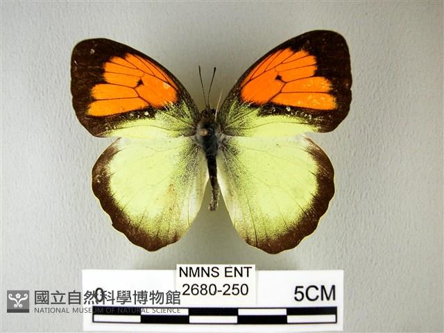 異粉蝶、雌白黃蝶藏品圖，第1張