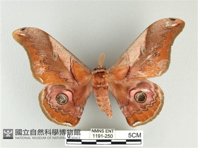 雙黑目天蠶蛾藏品圖，第1張