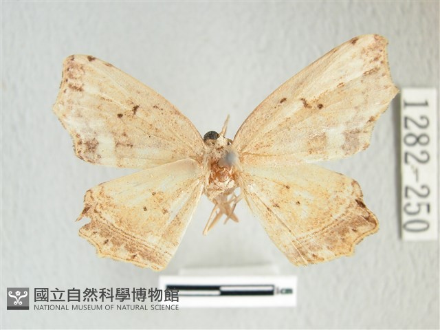 凹角鉤蛾藏品圖，第1張