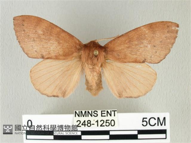 馬尾松枯葉蛾藏品圖，第1張