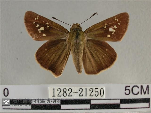 尖翅褐弄蝶藏品圖，第1張