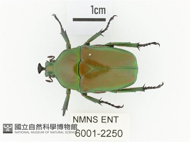 臺灣扇角金龜藏品圖，第1張
