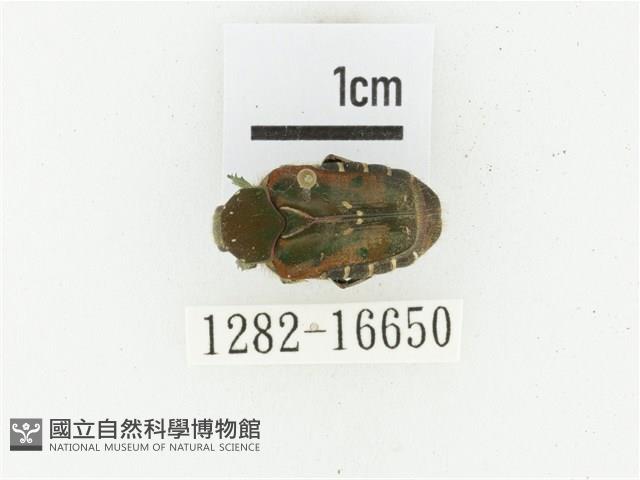 黑斑陷紋金龜藏品圖，第1張