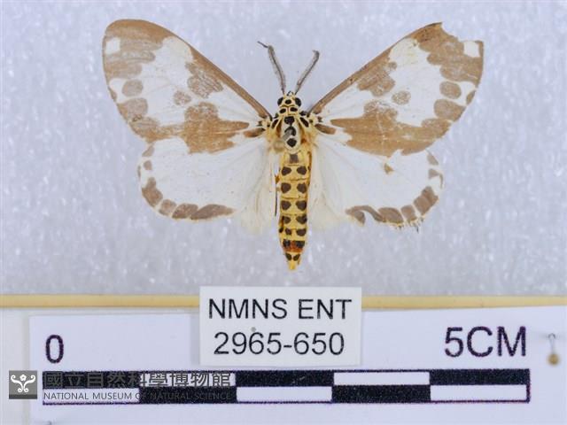 後凸蝶燈蛾藏品圖，第1張