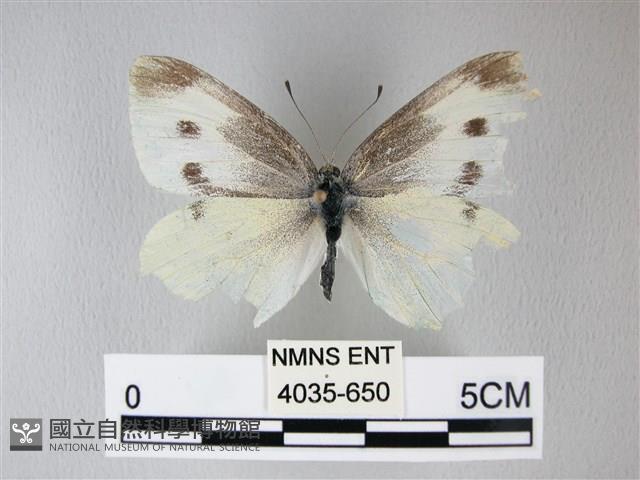 白粉蝶、紋白蝶藏品圖，第1張