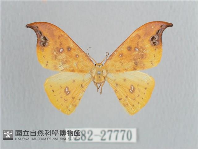 銀斑黃鉤蛾藏品圖，第1張