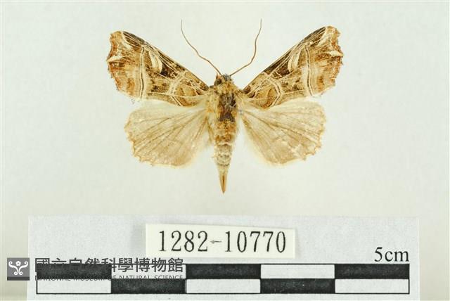 紅暈散紋夜蛾藏品圖，第1張