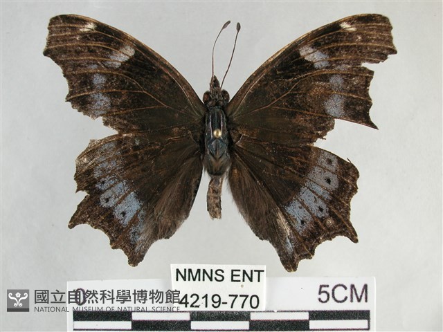 琉璃蛺蝶藏品圖，第1張