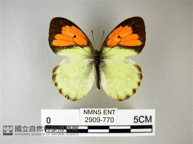 異粉蝶、雌白黃蝶藏品圖，第1張
