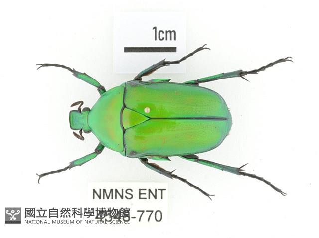 金艷騷金龜藏品圖，第1張