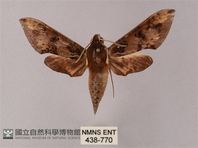 雙斑白肩天蛾藏品圖，第1張