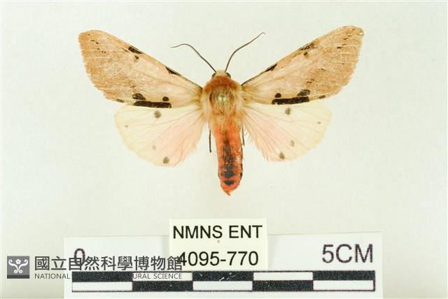 棍棒污燈蛾藏品圖，第1張