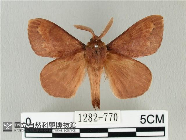 馬尾松枯葉蛾藏品圖，第1張