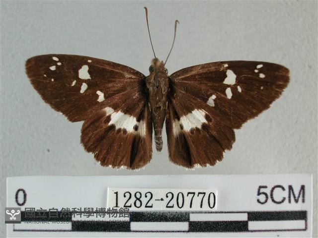 玉帶弄蝶藏品圖，第1張