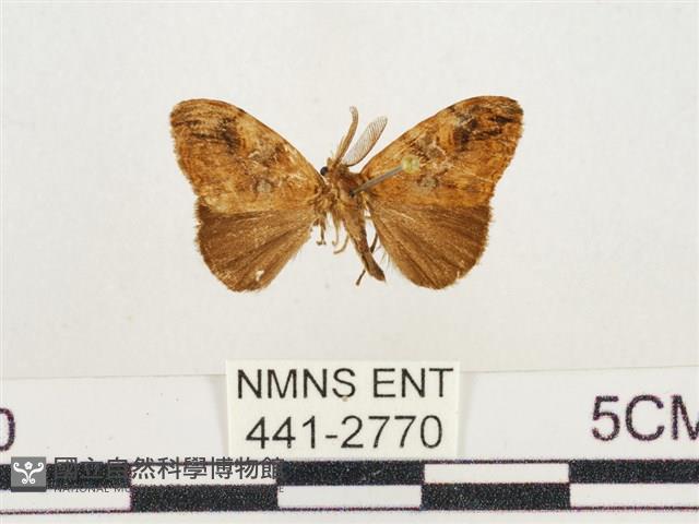 小白紋毒蛾藏品圖，第1張