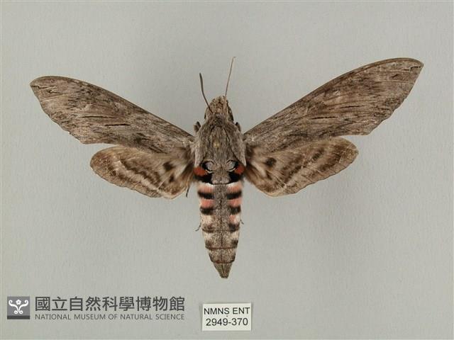 蝦殼天蛾藏品圖，第1張