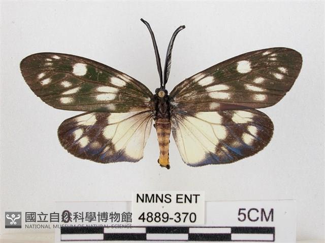 蓬萊茶斑蛾藏品圖，第1張