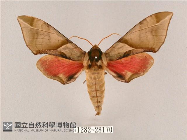 榆綠天蛾藏品圖，第1張