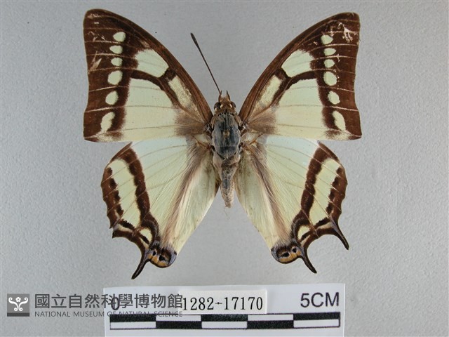 小雙尾蛺蝶藏品圖，第1張