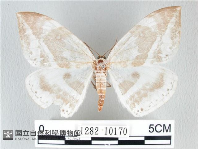 圓翅大鉤蛾藏品圖，第1張