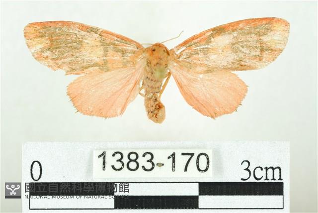 三色豔苔蛾藏品圖，第1張