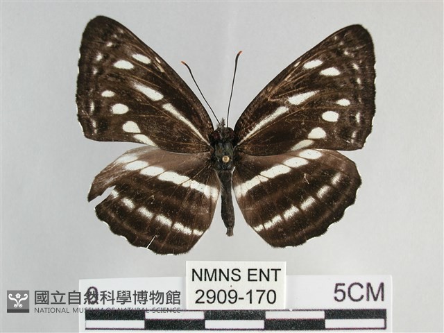 細帶環蛺蝶藏品圖，第1張