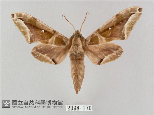 白點天蛾 藏品圖，第1張