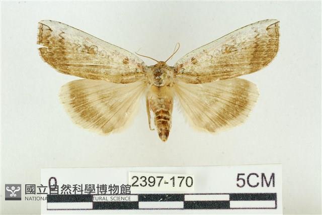 臺洒波紋蛾藏品圖，第1張