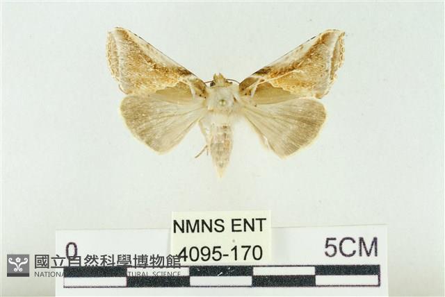 印華波紋蛾藏品圖，第1張