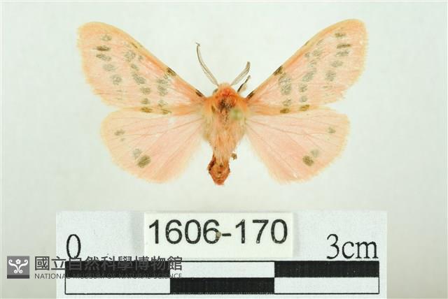 三條橙燈蛾藏品圖，第1張