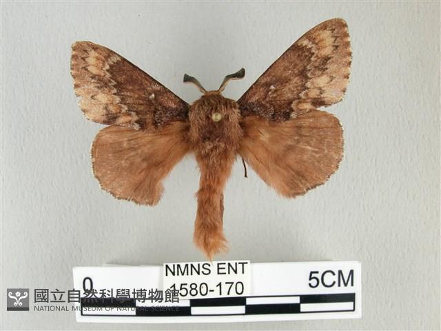 臺灣鋸紋枯葉蛾藏品圖，第1張