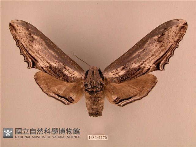 臺灣鋸翅天蛾藏品圖，第1張